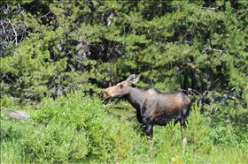 Grand Teton NP